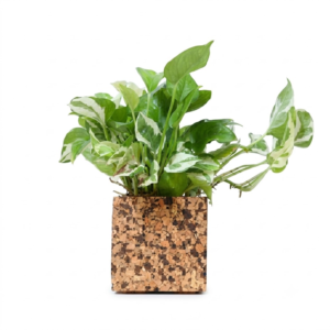 PAIVI Choco Chip Print Cork Planter