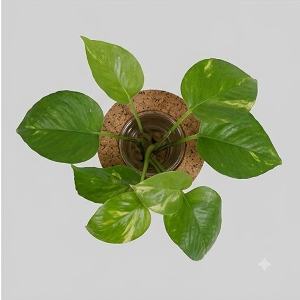 PAIVI Cork Bloom Holder - Image 4