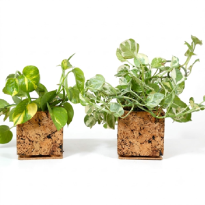 PAIVI Abstract Print Cork Planter