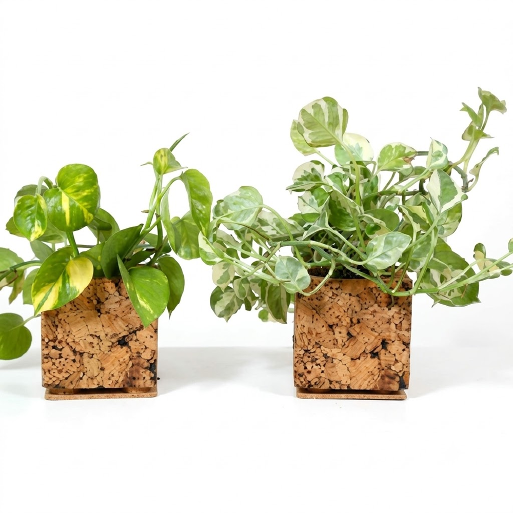 PAIVI Abstract Print Cork Planter