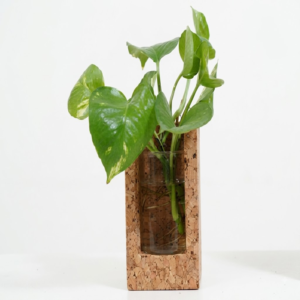 PAIVI Cork Garden Window Holder