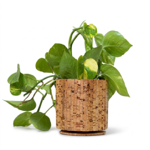PAIVI Hexa Cork Planter
