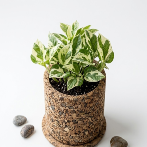 PAIVI Natural Grain Cork Planter