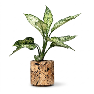 PAIVI Round Abstract Cork Planter